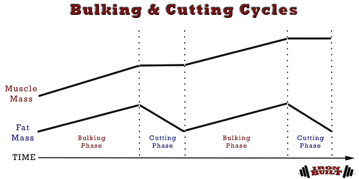 bulking and cutting cycles