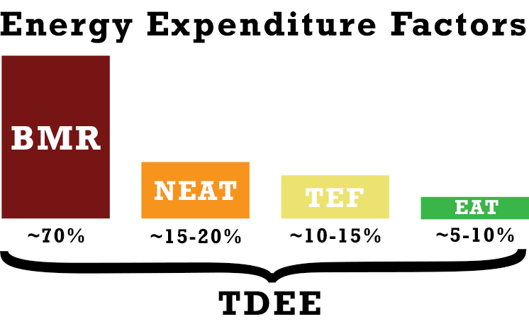 TDEE-ENERGY-EXPENDITURE-FACTORS